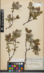 Foto von Salix glabra Scop.